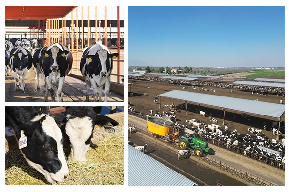 collage-vacas